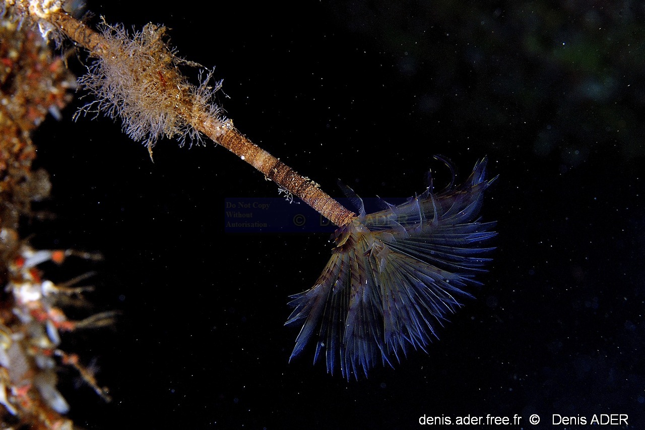 Sabella spallanzanii Spirographe-Acores St Maria Blue cave-15m-20170821-Denis-ADER-DSC_9706_tn_tn.jpg